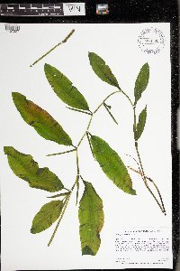 Potamogeton illinoensis image