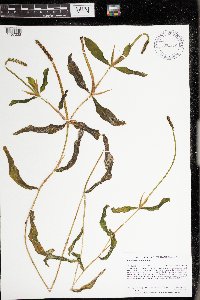 Potamogeton illinoensis image