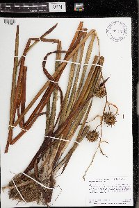 Sparganium eurycarpum image