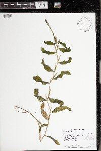Potamogeton illinoensis image