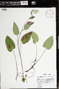 Image Associated With the Occurrence