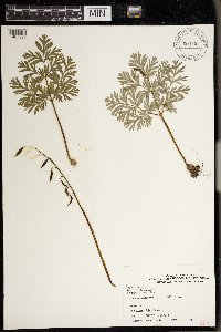 Dicentra cucullaria image