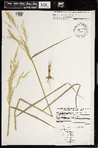 Leersia oryzoides image