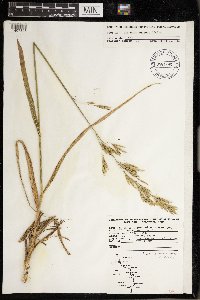 Bromus inermis image