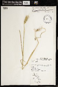 Elymus virginicus image