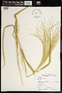 Scolochloa festucacea image