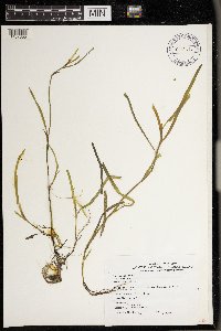 Heteranthera dubia image