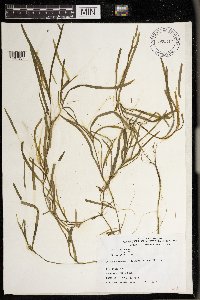 Heteranthera dubia image