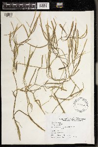 Heteranthera dubia image