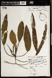 Potamogeton nodosus image