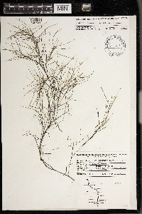 Stuckenia pectinata image