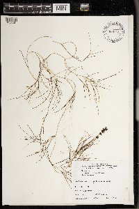 Stuckenia pectinata image