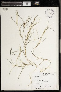 Stuckenia pectinata image