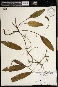 Potamogeton nodosus image