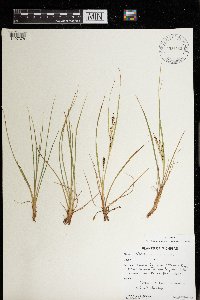 Carex lenticularis image