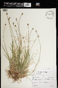 Carex peckii image