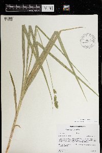Carex sparganioides image