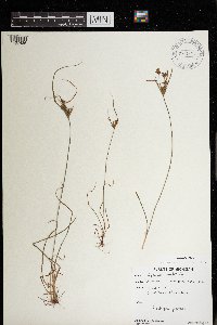 Cyperus houghtonii image