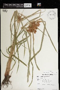 Cyperus odoratus image