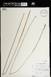 Eleocharis palustris image