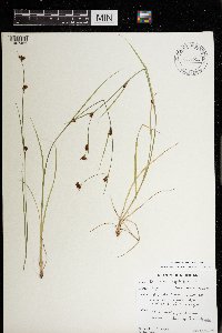 Rhynchospora capitellata image