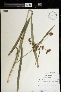 Scirpus hattorianus image