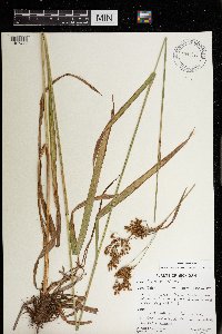 Scirpus pendulus image