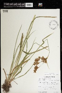 Scirpus pendulus image
