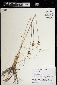 Juncus greenei image