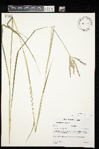 Andropogon gerardii image