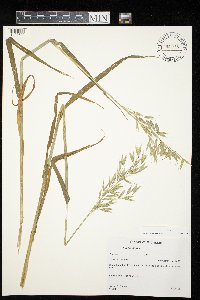 Avena sativa image