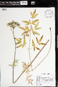 Cicuta maculata image