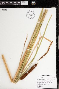 Typha angustifolia image