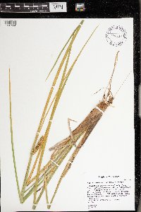 Acorus americanus image