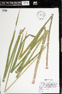 Acorus americanus image