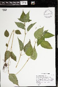 Image Associated With the Occurrence