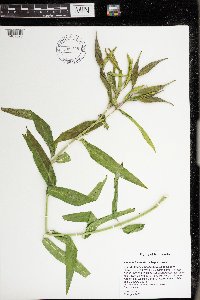 Asclepias incarnata var. incarnata image