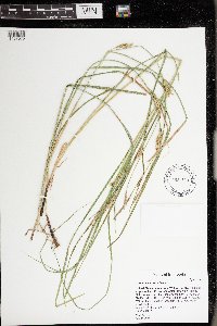 Carex laeviconica image