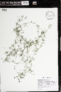 Galium trifidum subsp. trifidum image