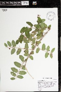Lonicera morrowii image
