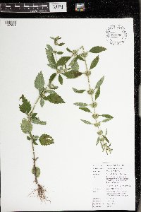 Chaiturus marrubiastrum image