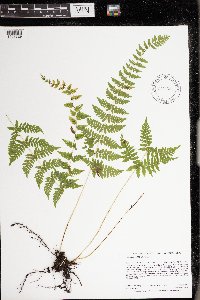 Cystopteris bulbifera image