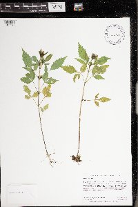 Bidens frondosa image