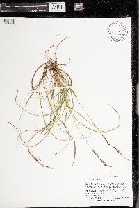 Carex richardsonii image