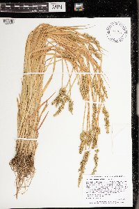 Carex stipata var. stipata image