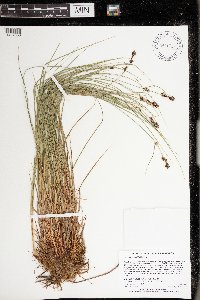 Carex buxbaumii image