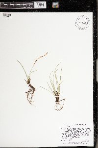 Carex richardsonii image