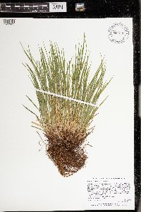 Carex oligocarpa image