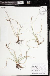 Carex richardsonii image