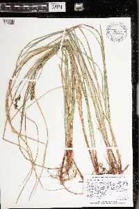Carex buxbaumii image